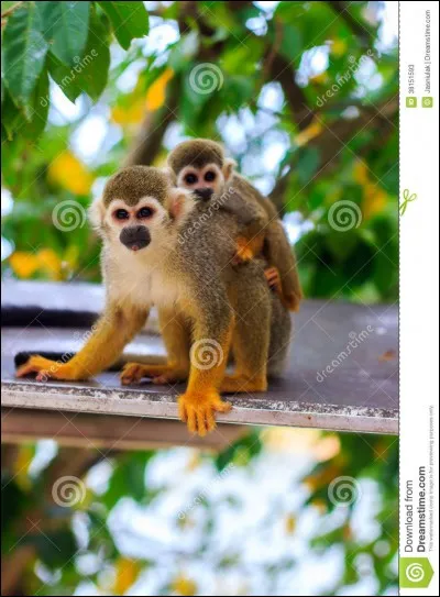 Quel est le nom de ce petit singe ?