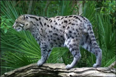 Quel est le nom de ce félin ?