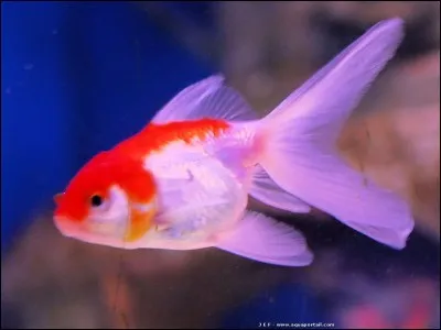 À quelle espèce appartient ce poisson rouge ?