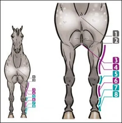 Qu'y a-t-il entre les membres avant ?