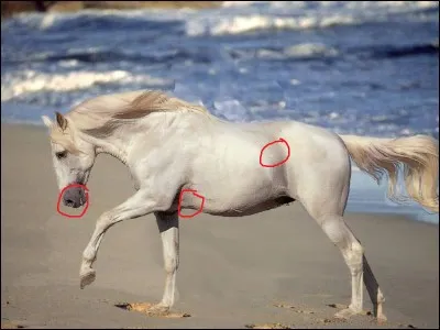 Quelles sont les parties entourées en rouge ?