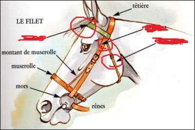 Citez les parties de ce filet entouré en rouge.