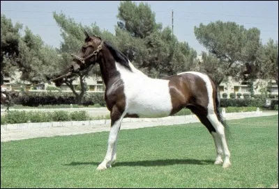 Quelle est cette race ?