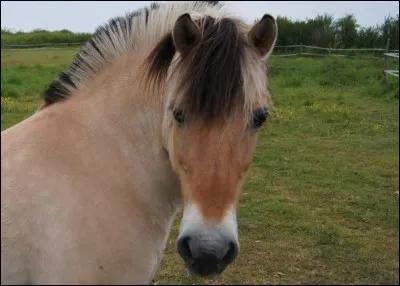 Quelle est cette race ?