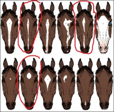 Comment se nomment les différentes marques en tête entourées en rouge ?