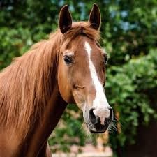 Quiz Galop 1