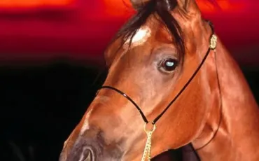 Quiz Galop 2