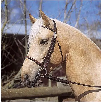 Les parties du filet :