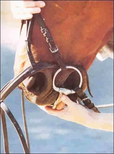 Comment brider (dans l'ordre) ?