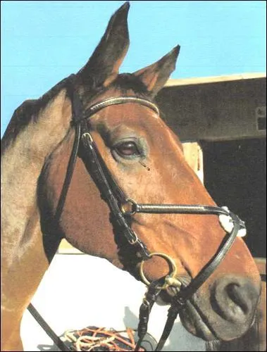 Quelle est cette muserolle ?