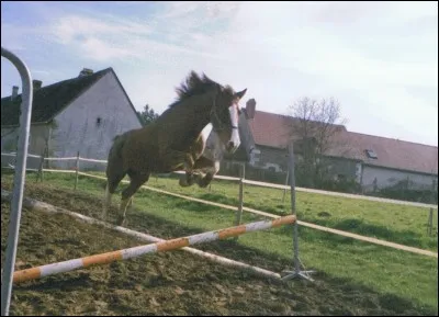 Quelles sont les phases du saut ?