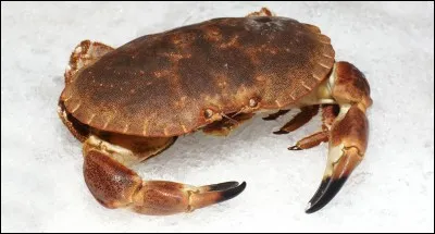 Quel instrument est accolé au 'Crabe' de Pierre Schoendoerffer ?