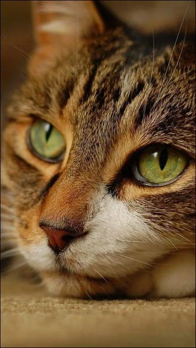 Où est 'La Chatte' d'un roman de Tennessee Williams ?