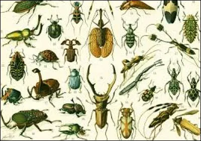 Quels insectes sont un titre d'un roman animalier de 'philosophie fiction' de Bernard Werber ?