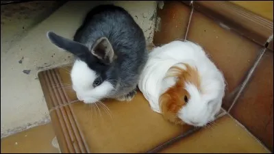 Le cochon d'Inde est plus câlin que le lapin.