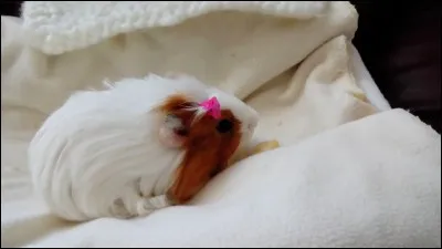 De quelle carence peuvent-ils être affectés ?