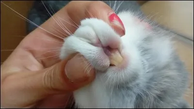 Quel est l'aliment obligatoire pour leurs dents ?