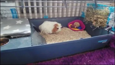 Chez le cochon d'Inde, lequel est le plus grand ?