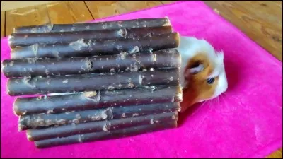 Où a-t-il été découvert ?