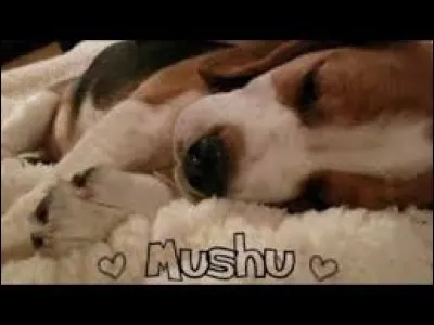 Qui sont ses animaux ?