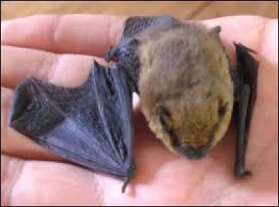 Comment s'appelle le petit de la chauve-souris ?