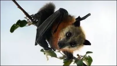 La chauve-souris est un animal...