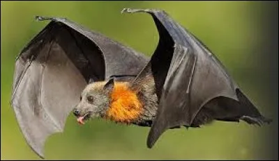 À quelle famille la chauve-souris appartient-elle ?