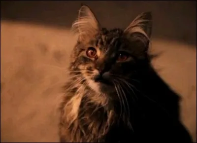 De qui Miss Teigne est-elle la chatte ?