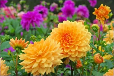 Une étamine est l'organe mâle de la reproduction chez les fleurs.