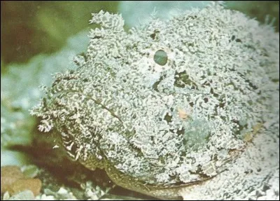 "Rambou" à Nice, "Alaise" dans la Manche, quel nom porte ce poisson ?