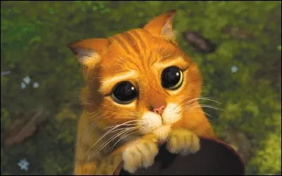 Comment s'appelle ce chat ?