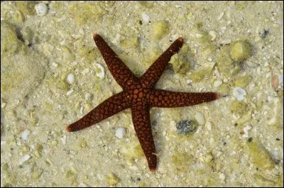 Si une étoile de mer perd l'un de ses bras, il repousse.