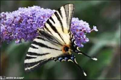 Dans l'Antiquité romaine, ce magistrat était chargé de l'entretien des bâtiments, de la voirie, de l'approvisionnement de la ville.