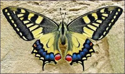 Dans la mythologie arabe, c'est un génie malfaisant.