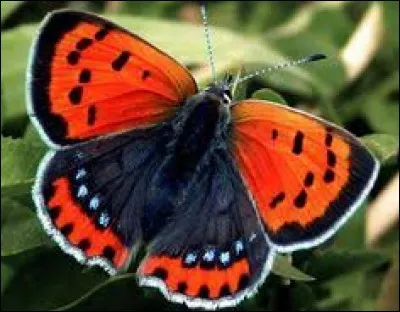 C'est le palmier à huile.