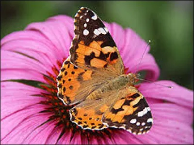 Cet oiseau marin appartenant au genre canard, vit sur les rivages du Nord de l'Europe et est très recherché pour son duvet très moelleux.