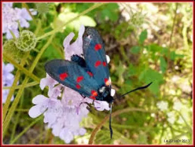 En Belgique, c'est le flétan.