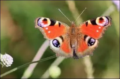 Ce petit mammifère rongeur a pour nom scientifique ''Octodon degus''.
