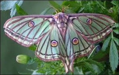 Mammifère asiatique de la famille des canidés, il est le seul représentant actuel du genre Cuon.