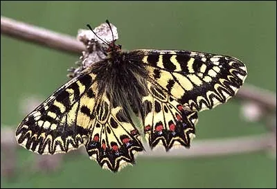 La chenille de ce papillon diurne, insecte qui bénéficie d'un statut de protection très élevé, se nourrit sur les feuilles des aristoloches.