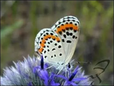 Outil du pêcheur, il est utilisé pour harponner les poissons plats.
