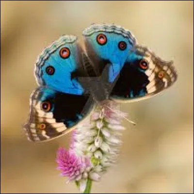 Relatif à une population du Soudan du Sud :