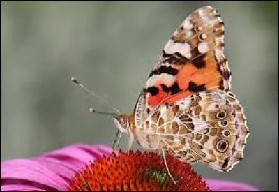 Antonyme de ''réussite'' :