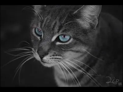 Ce chat a deux frères et surs.