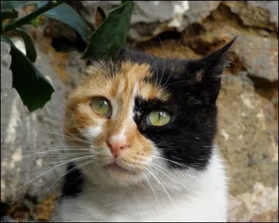 C'est une guérisseuse du clan du Tonnerre.