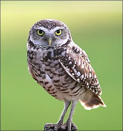 Les chouettes ou hiboux sont des messagers.