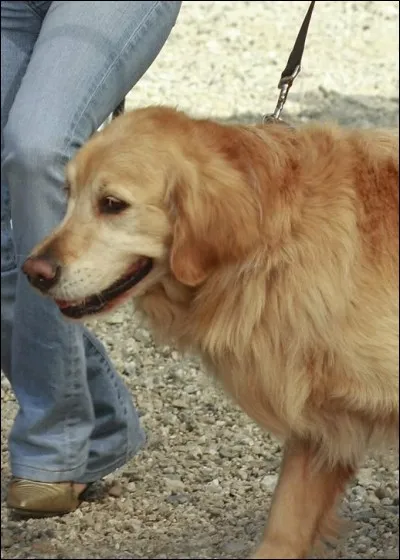 Comment s'appelle la chienne guide d'aveugle de Carlos ?