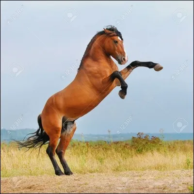Comment appelle-t-on la figure effectuée lorsque le cheval se lève sur les pattes arrières ?