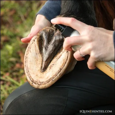 Comment s'appelle l'endroit fragile situé sous le sabot ?