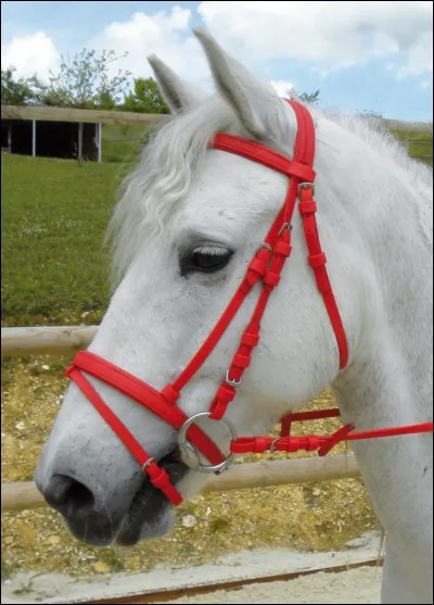 Comment s'appelle l'objet que l'on met sur la tête du cheval lorsqu'on le monte ?